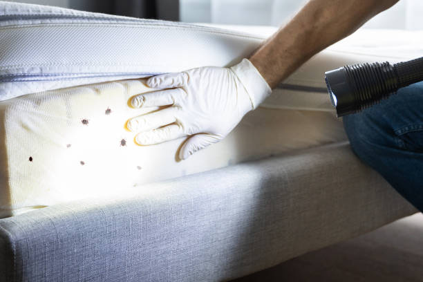 Best Pest Inspection Near Me  in Jacksonville Beach, FL