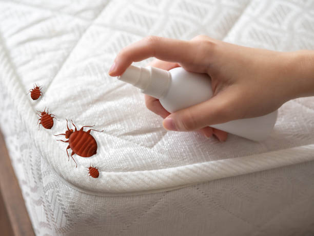 Best Ant Control Services  in Jacksonville Beach, FL