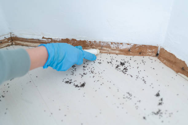 Best Pest Control Near Me  in Jacksonville Beach, FL